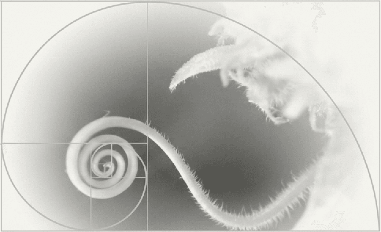 A young plant tendril curling along a golden-ratio spiral